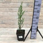 Можжевельник скальный Блю Эрроу 2л 30см+