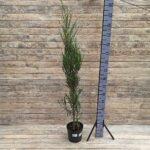 Можжевельник скальный Блю Эрроу d23