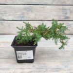 Можжевельник средний Голд Киссен "Golden kissen" d9-10