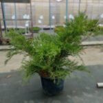 Можжевельник средний Минт Джулеп d38 (25л)