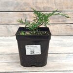 Можжевельник виргинский Грей Оул "Grey Owl" d17 (2л) высота 30+