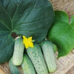 Огурец Бодрик кассета