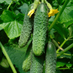 Огурец Боярский кассета