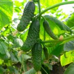 Огурец Даша кассета