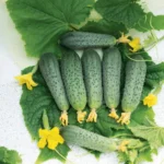 Огурец Форсаж кассета