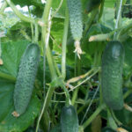 Огурец Кустовой кассета