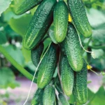 Огурец Отело F1 кассета