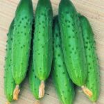 Огурец Зозуля кассета