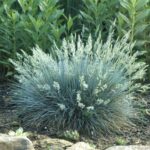 Овсяница сизая Варна "Varna" d9-10