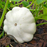 Патиссон Белый кассета