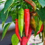 Перец острый Огненный флажок кассета