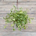 Пеперомия Лазящая (пестрая) кашпо d15