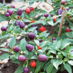 Перец острый Мексиканец кассета