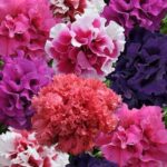 Петуния (ампельная) махровая d12