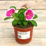 Петуния Капелла Рим Фуксия "Capella Rim Fuchsia" d9-10