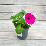 Петуния Каскадиас Рим Черри "Cascadias Rim Cherry" d9-10