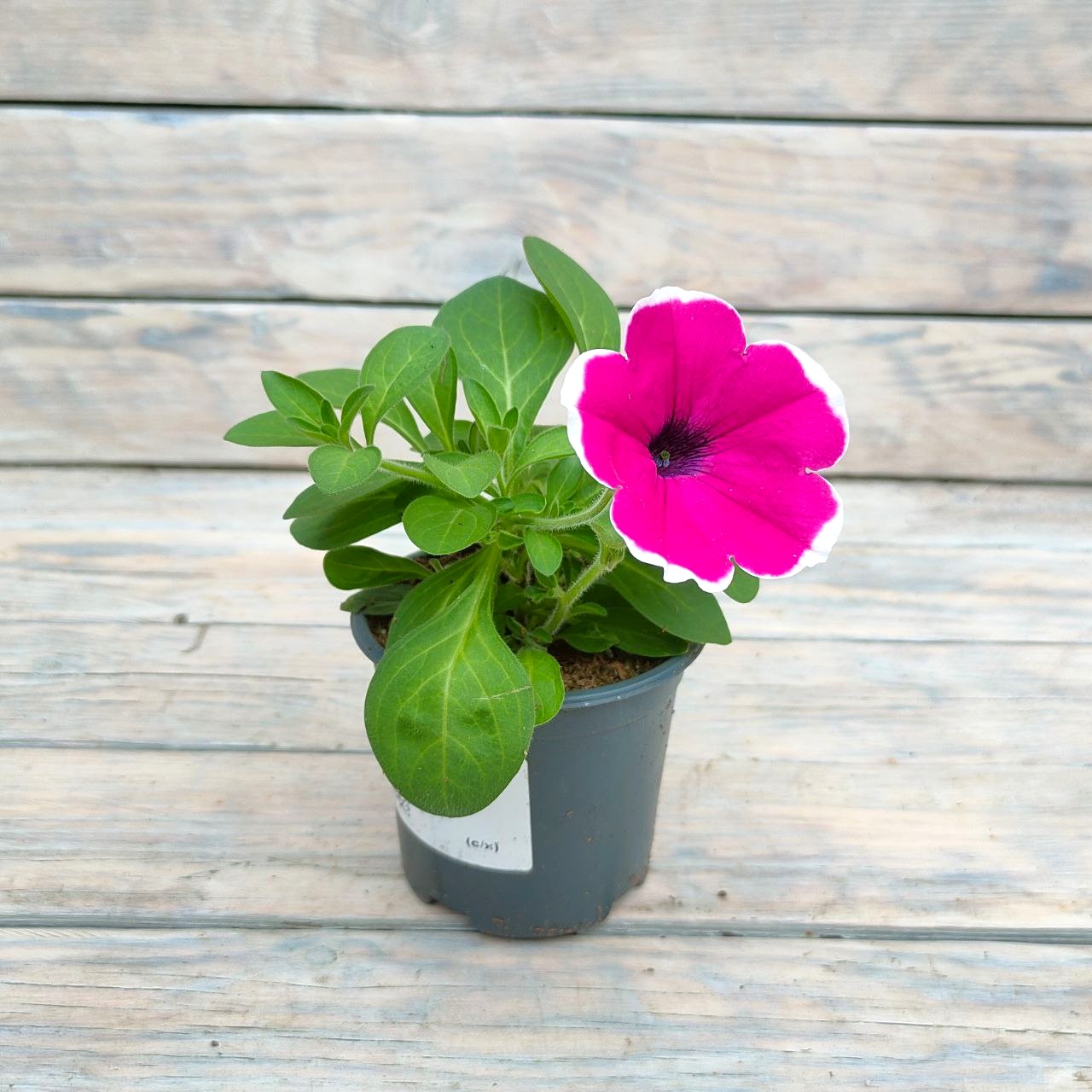 Петуния Каскадиас Рим Черри 9 10 Петуния Каскадиас Рим Черри "Cascadias Rim Cherry" d9-10 — изображение 1