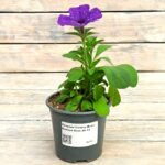 Петуния Сплеш Денс Болеро Блю "Splash Dance Bolero Blue" d9-10