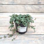 Пилея сизолистная (Плант микс) d7-10