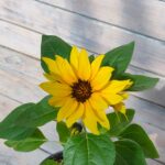 Подсолнечник d12 — изображение 2