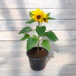 Подсолнечник d12