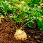 Сельдерей корневой Пражский Гигант кассета