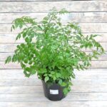 Радермахера d22