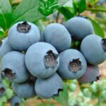 Голубика высокорослая Река d19