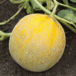 Дыня кассета