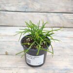 Рипсалис (Плант микс) d8-10