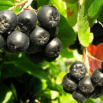 Рябина Черноплодная микс 3,5л