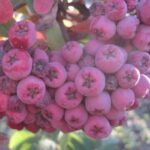 Рябина Десертная Мичурина 5л