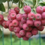 Рябина гибридная Гранатная 7,5л