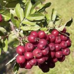 Рябина гибридная Титан 7,5л