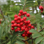 Рябина обыкновенная Шервотер (Сидлинг) 15л