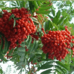 Рябина обыкновенная Сказочная 3,5л