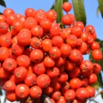 Рябина обыкновенная Вефед 2-3,5л