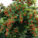 Рябина Шаровидная 7л