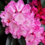 Рододендрон Блюреттия "Blurettia" d15-17(2л)