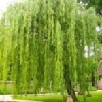 Ива плакучая 7 л