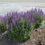 Шалфей (Сальвия) дубравный Вест Фрисланд "West-Friesland" d9-10