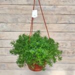 Седум (Очиток) кашпо d18