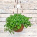 Седум (Очиток) кашпо d23