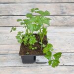 Сельдерей кассета — изображение 2