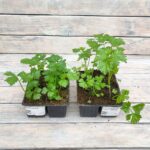 Сельдерей кассета