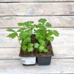 Сельдерей кассета — изображение 3