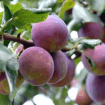 Слива Болховчанка 4-5л