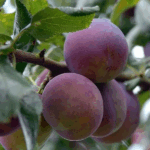 Слива Конфетная 4-5л