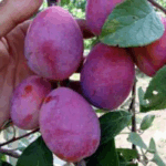 Слива Любимица Султана "Favorita del Sultano" 10л