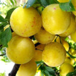 Слива Ренклод колхозный 4-5л